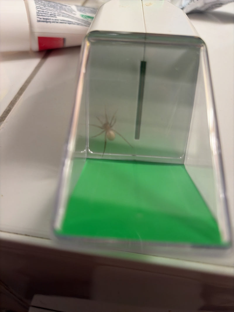 Kugelspinnen — Bild 3