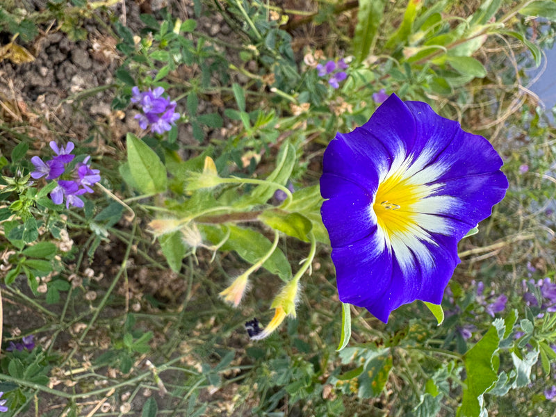Dreifarbige Winde — Bild 1 von 1