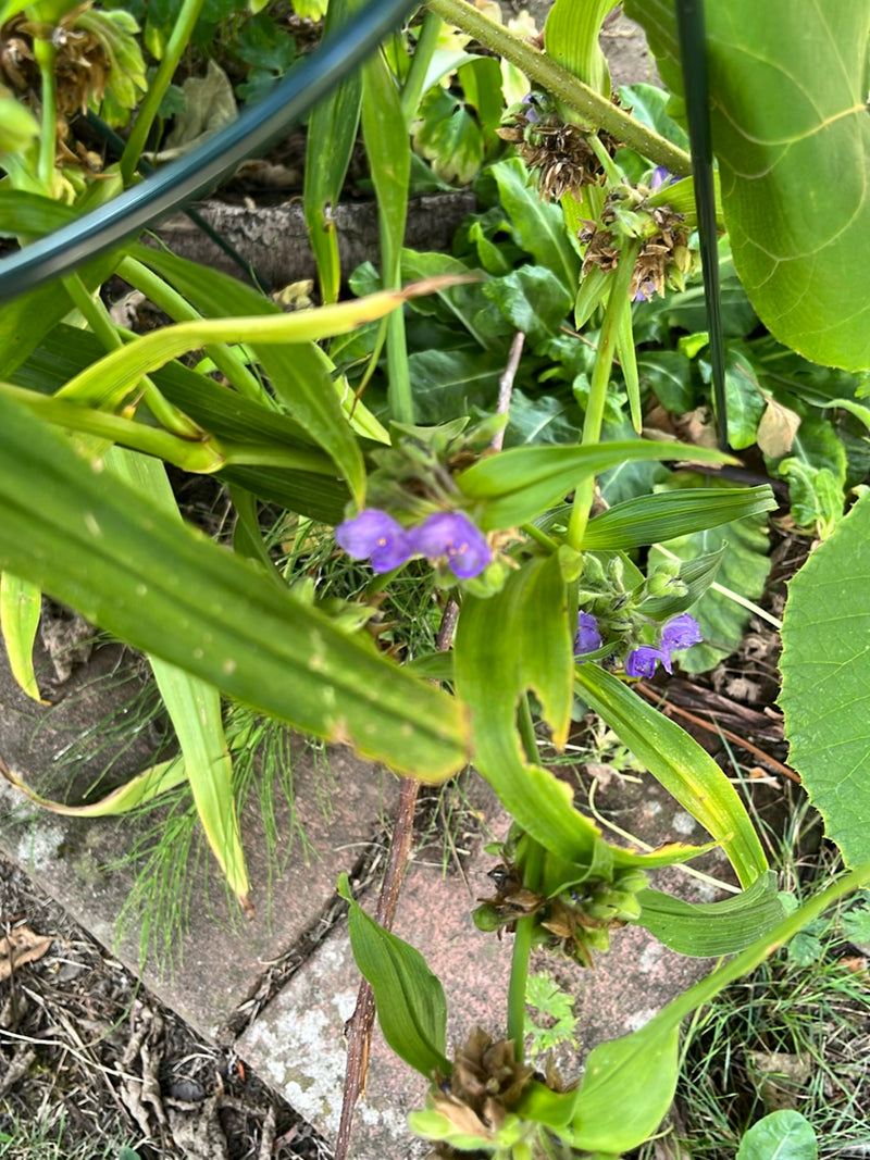 Dreimasterblume — Bild 2