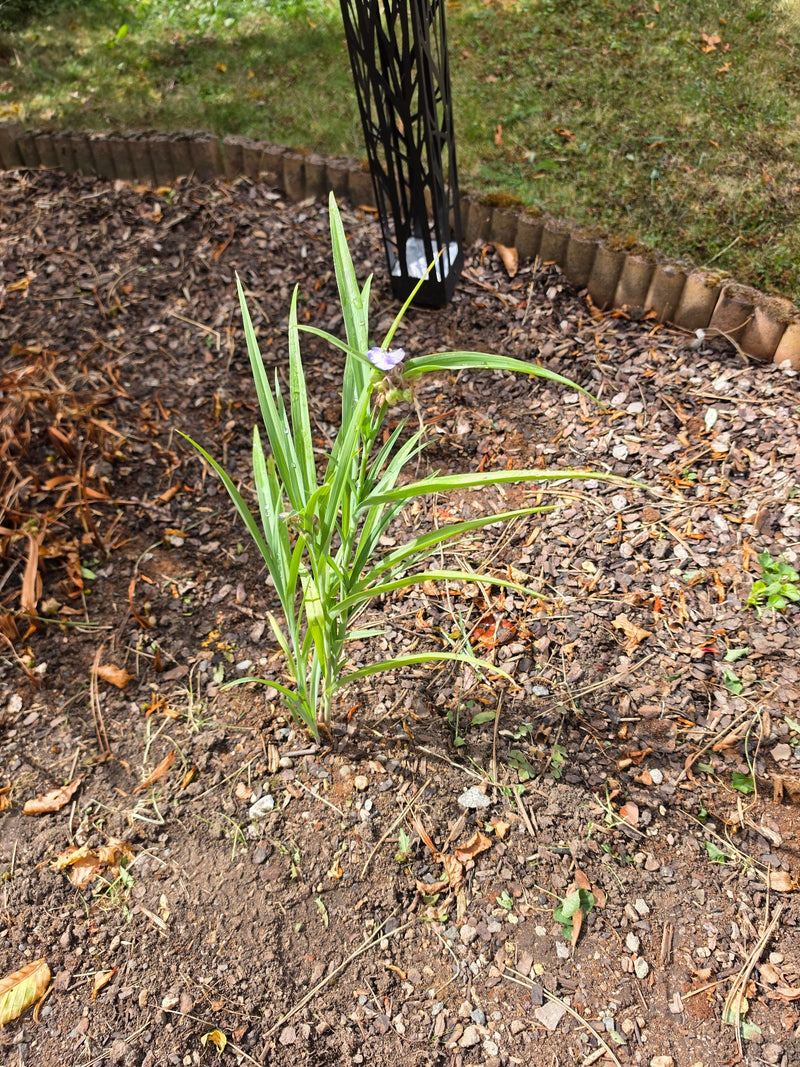 Dreimasterblume — Bild 1