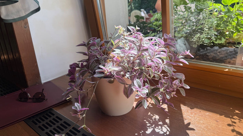 Dreimasterblume — Bild 4