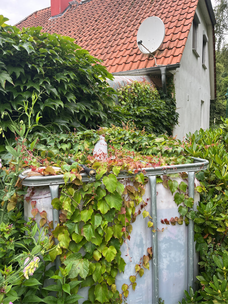 Dreispitzige Jungfernrebe — Bild 2