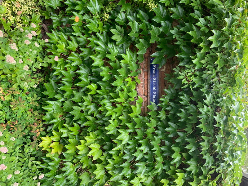 Das Bild zeigt die grüne Blattmasse der Dreispitzigen Jungfernrebe, die eine Wand bewächst. Zwischen den Blättern ist ein Straßenschild erkennbar.