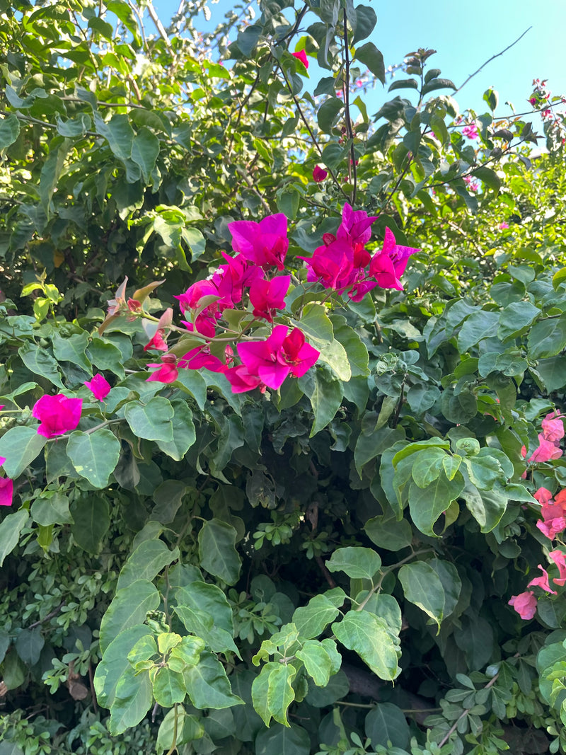 Bougainvillea — Bild 1