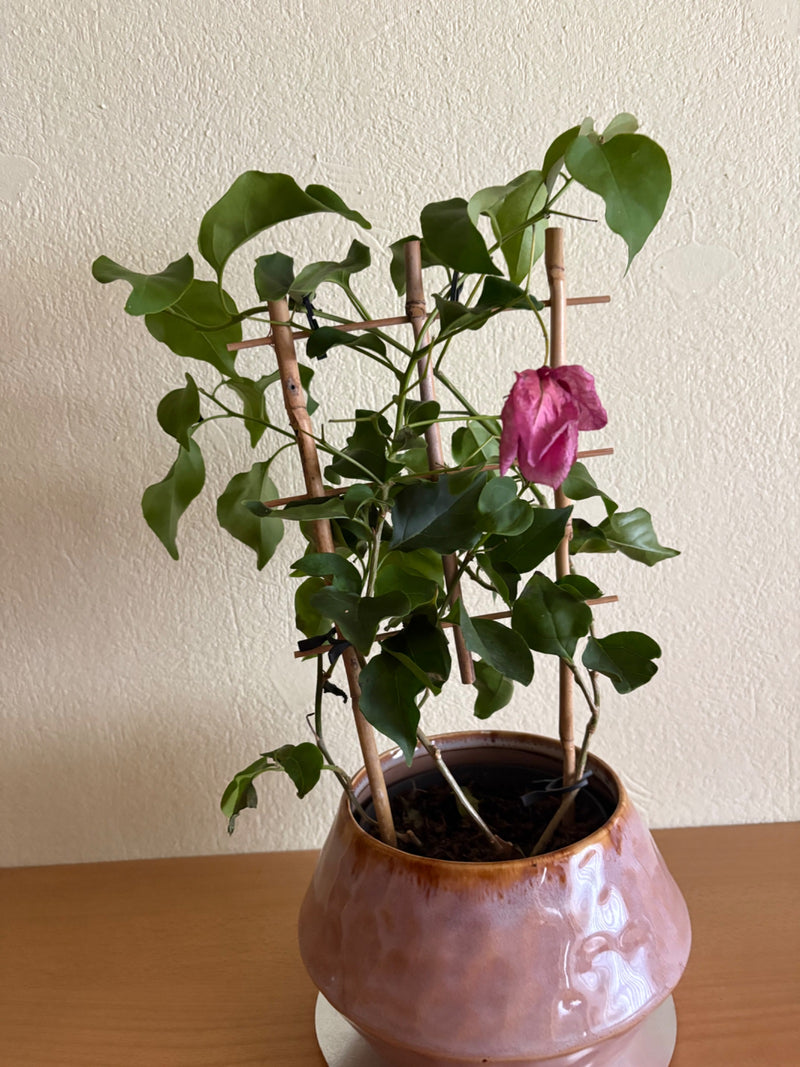 Bougainvillea — Bild 4