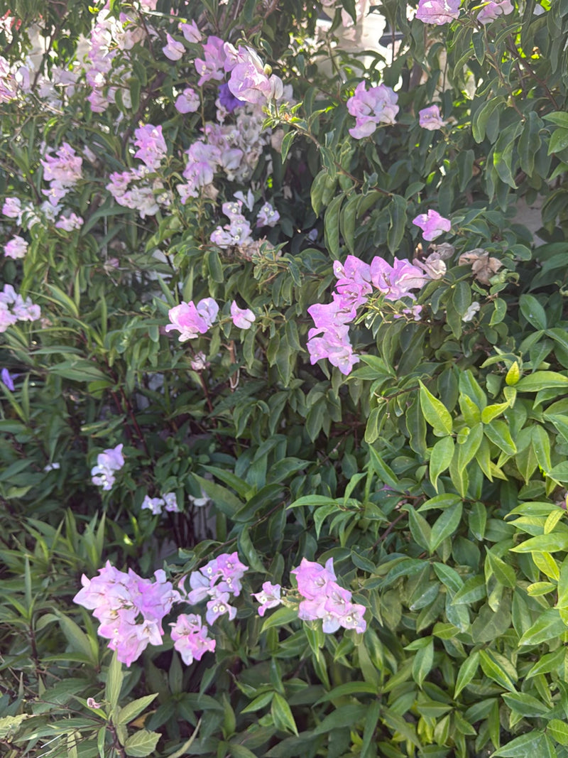 Bougainvillea — Bild 4