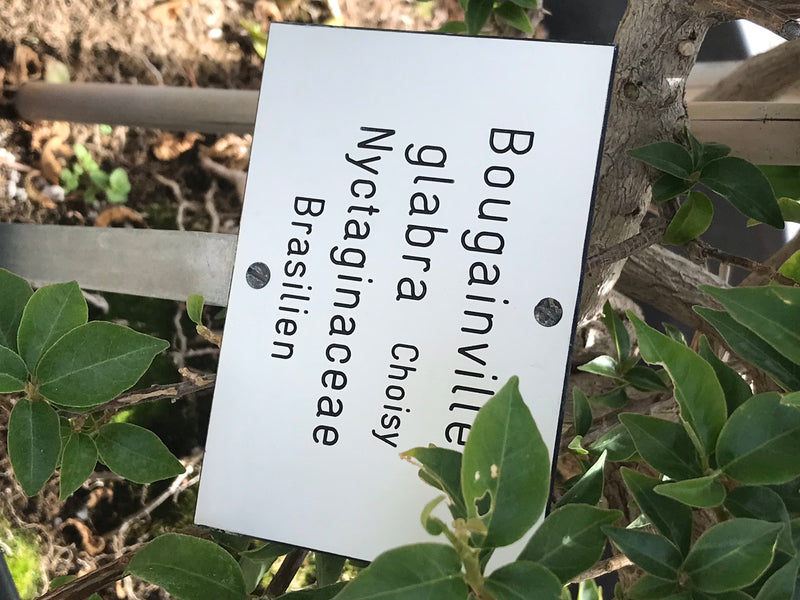 Zu sehen ist ein Pflanzenschild mit der Aufschrift Bougainvillea glabra, angebracht an einer Pflanze mit grünen Blättern und holzigem Stamm.