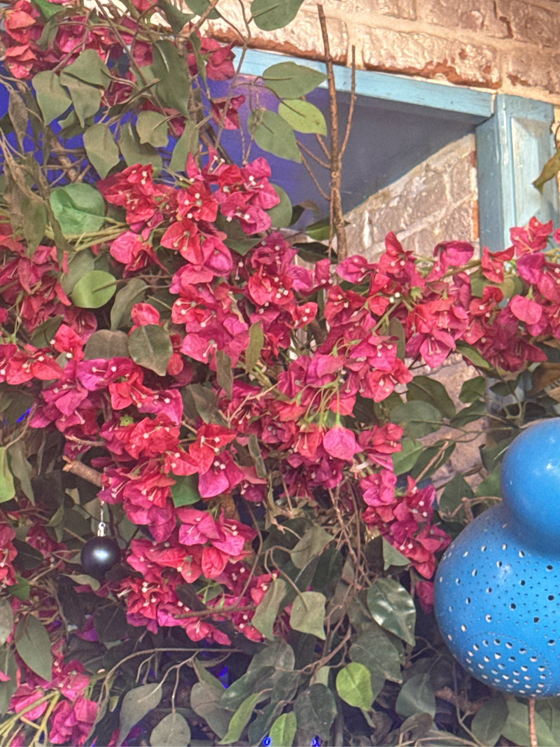 Bougainvillea — Bild 1
