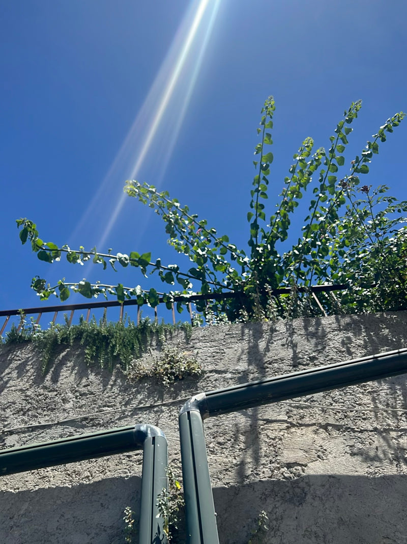 Bougainvillea — Bild 3