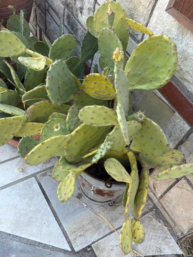 Drohender Feigenkaktus — Bild 1