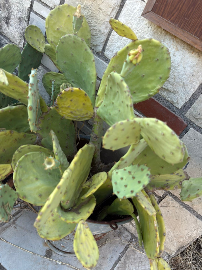 Drohender Feigenkaktus — Bild 3