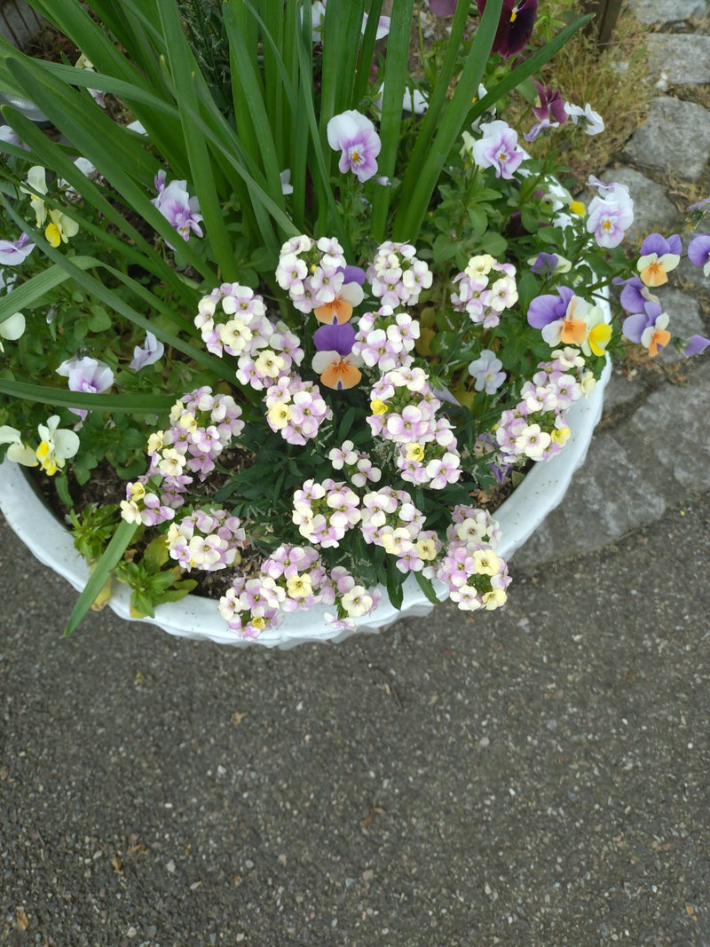 Auf dem Bild sind die typischen, dichten Blütenstände des Duftsteinrichs mit weiß-violetten Blüten in einem Pflanzkübel zu sehen. Die Pflanze blüht reichlich...