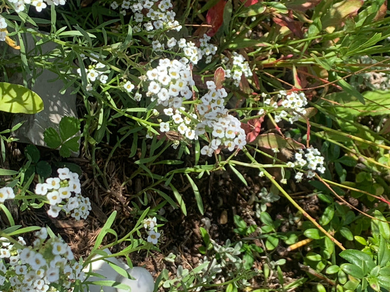 Auf dem Bild sind die dichten, weißen Blütenstände und schmalen Blätter des Duftsteinrichs in einer Gartenumgebung zu sehen.