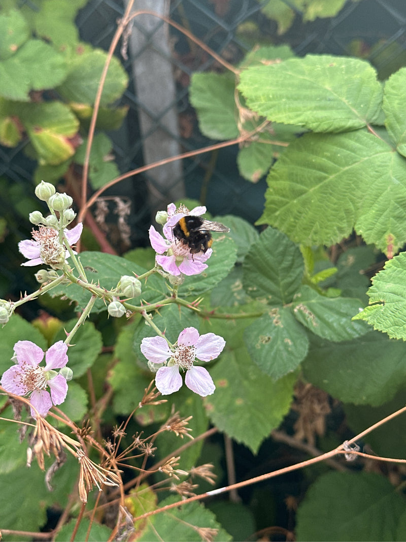 Dunkle Erdhummel — Bild 3