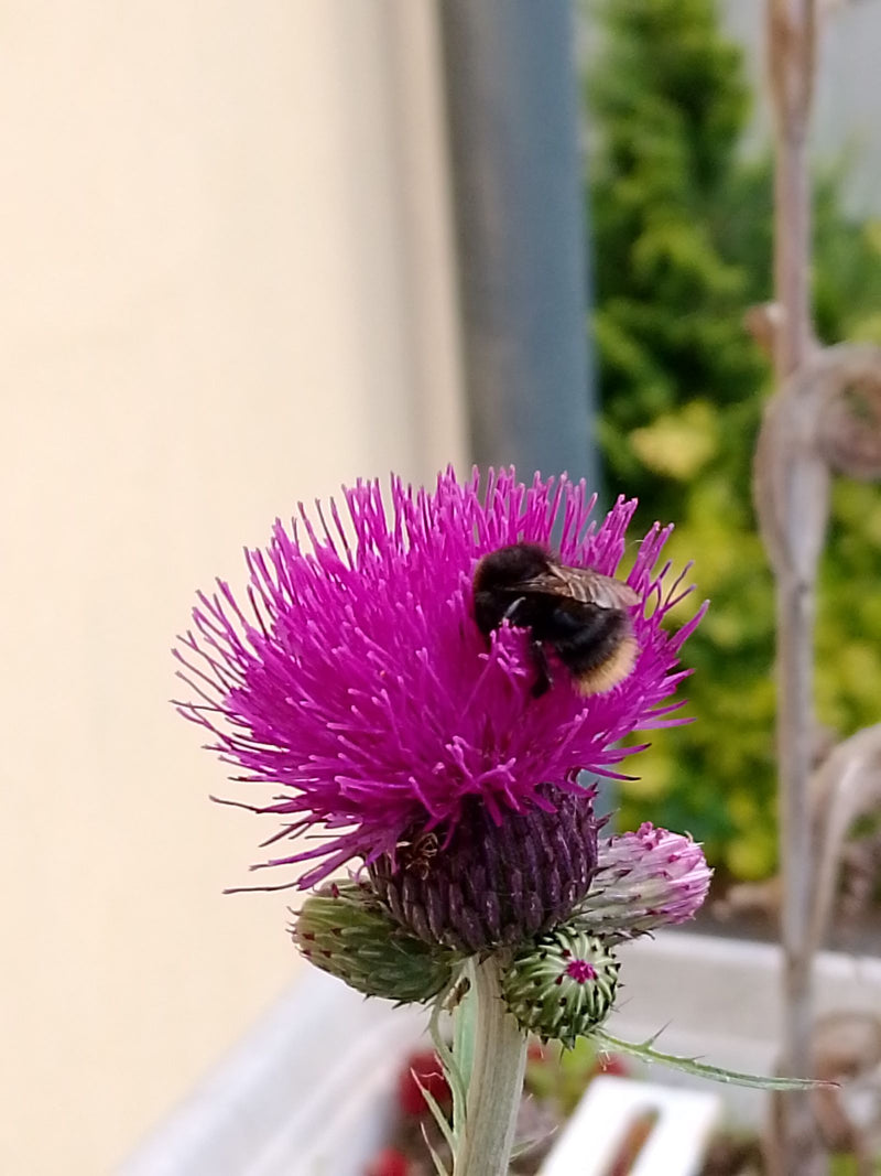 Dunkle Erdhummel — Bild 4 von 29