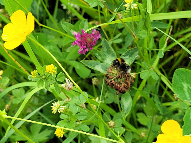 Dunkle Erdhummel — Bild 5 von 29