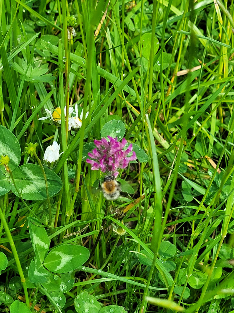 Dunkle Erdhummel — Bild 4