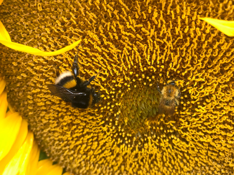 Dunkle Erdhummel — Bild 5