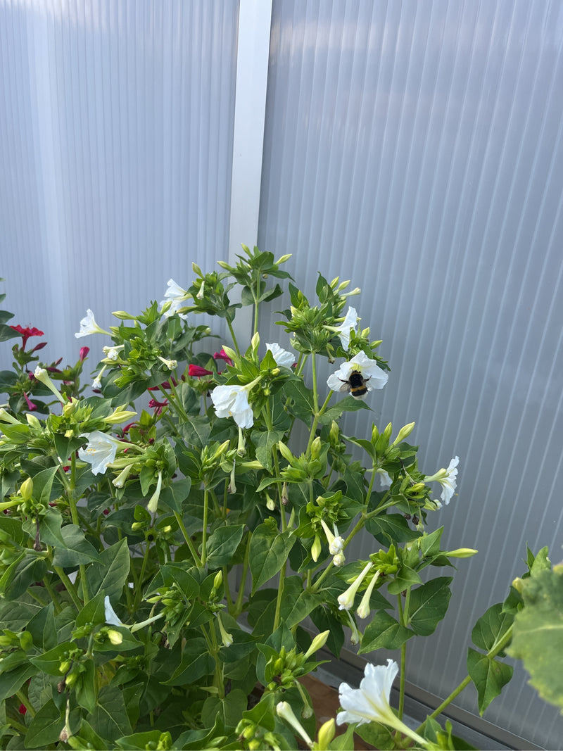 Dunkle Erdhummel — Bild 5