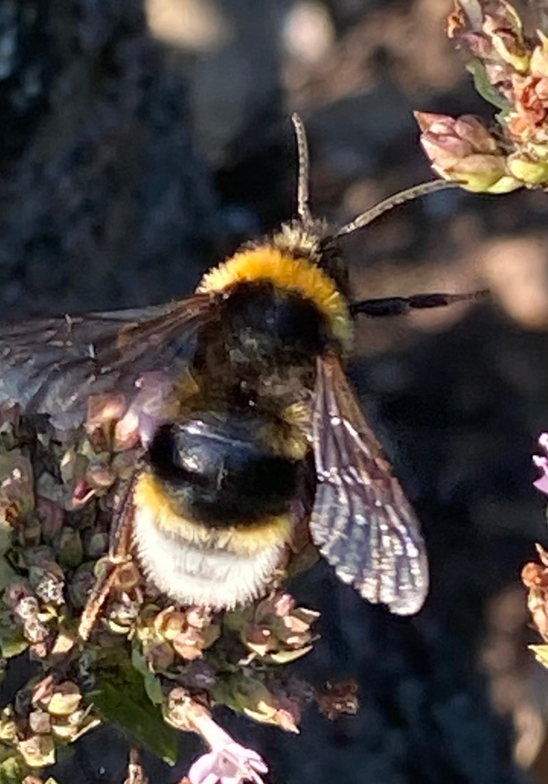 Dunkle Erdhummel — Bild 1 von 29
