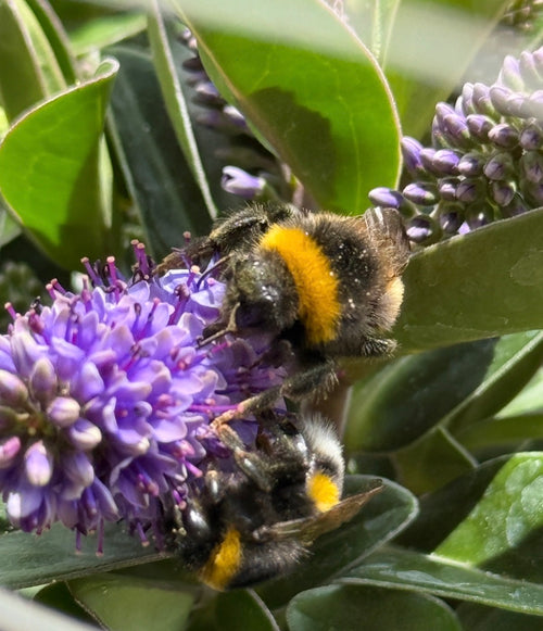 Dunkle Erdhummel (Bombus terrestris) — Würselen, 09.07.2026
