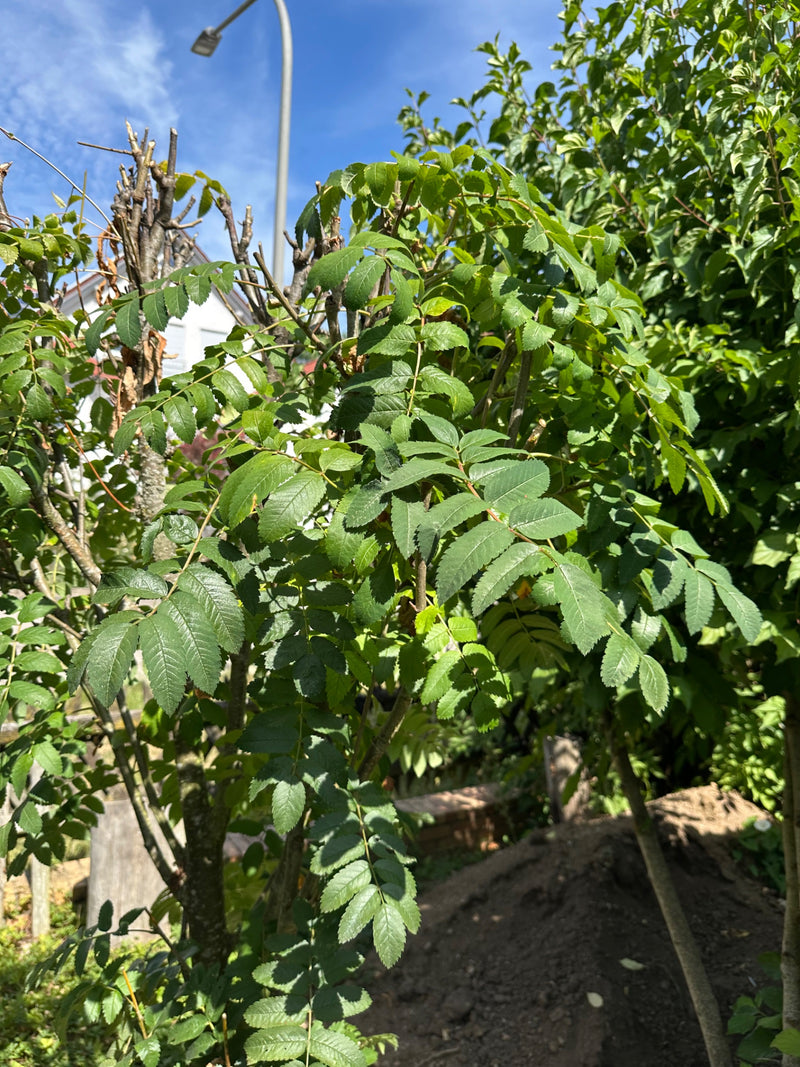 Eberesche — Bild 5