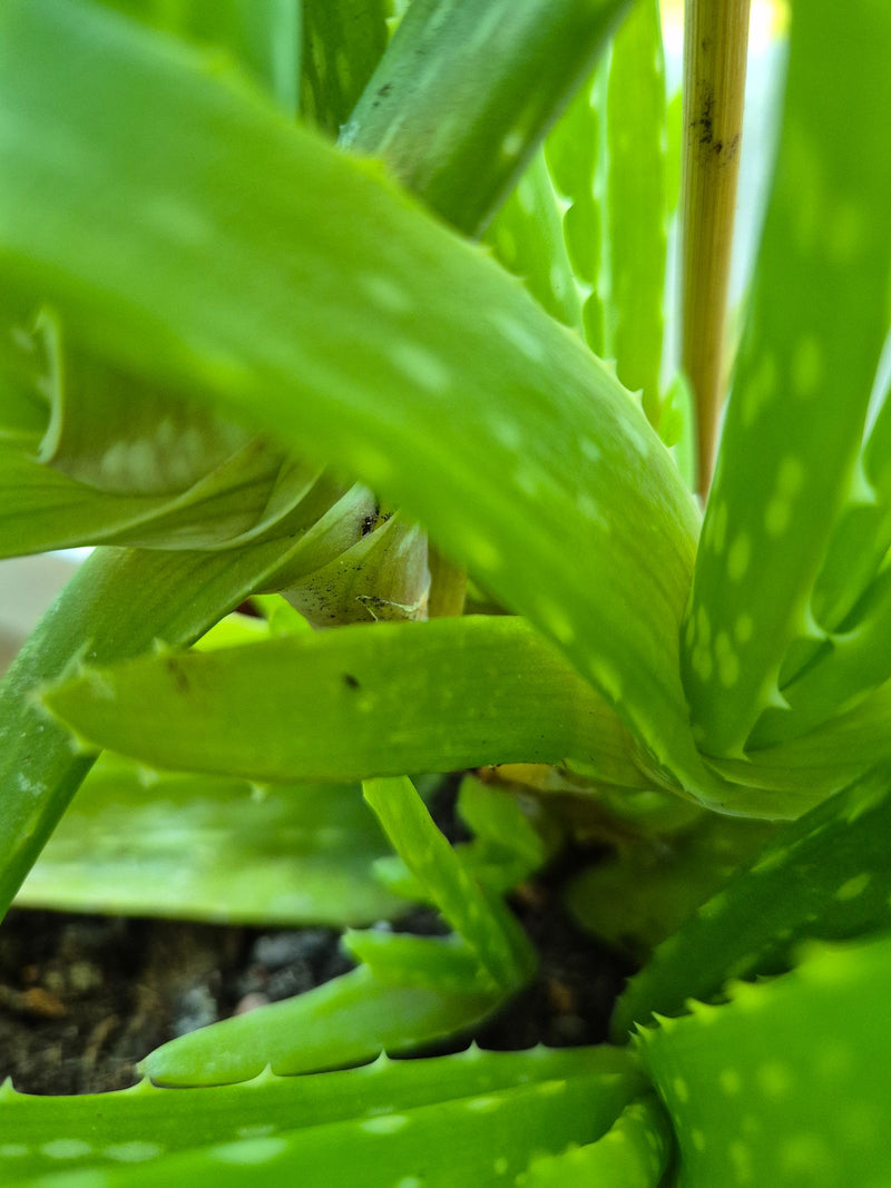 Echte Aloe — Bild 3