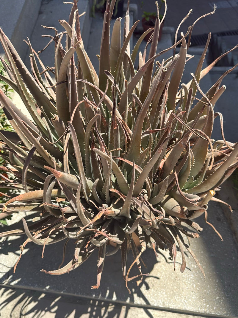 Echte Aloe — Bild 1