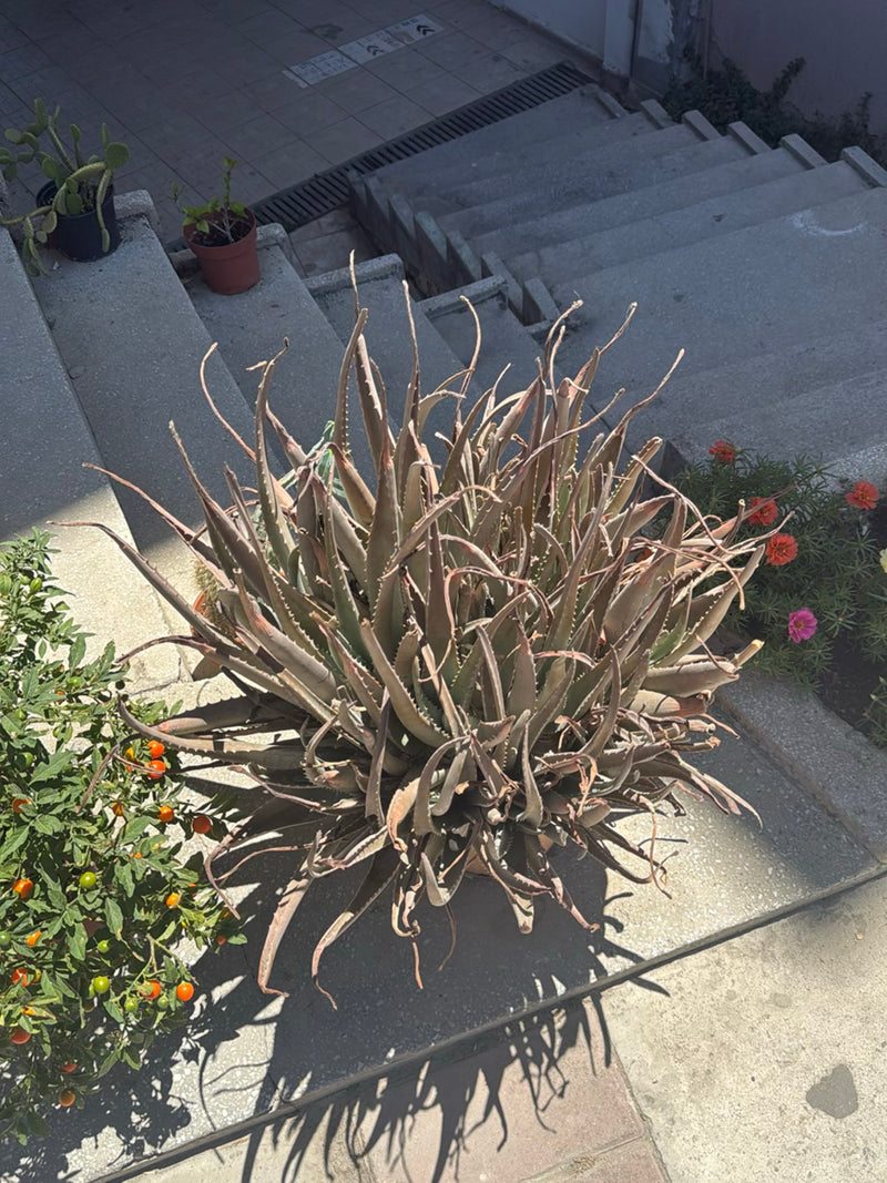 Echte Aloe — Bild 2