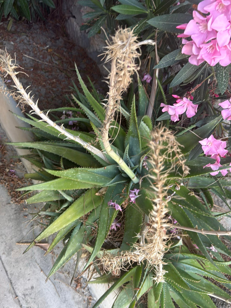 Echte Aloe — Bild 4