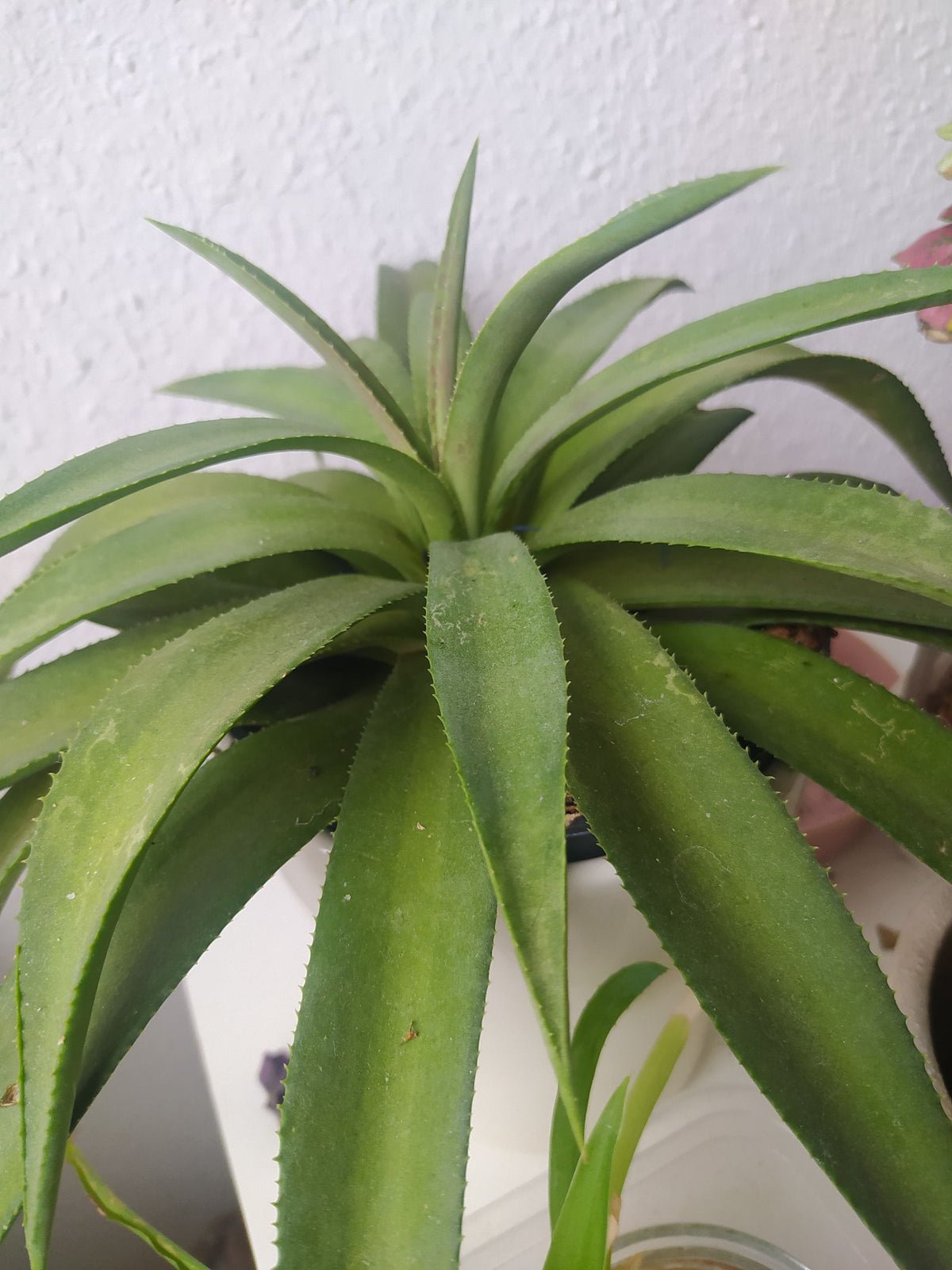 anthurium clarinervium humidity Anthurium Clarinervium Plant Spectacular Foliage – plantandstories