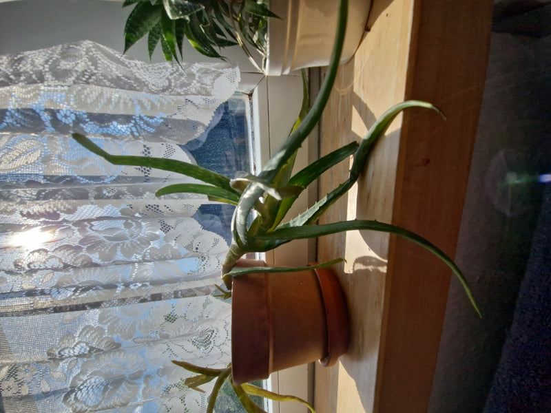 Echte Aloe — Bild 1