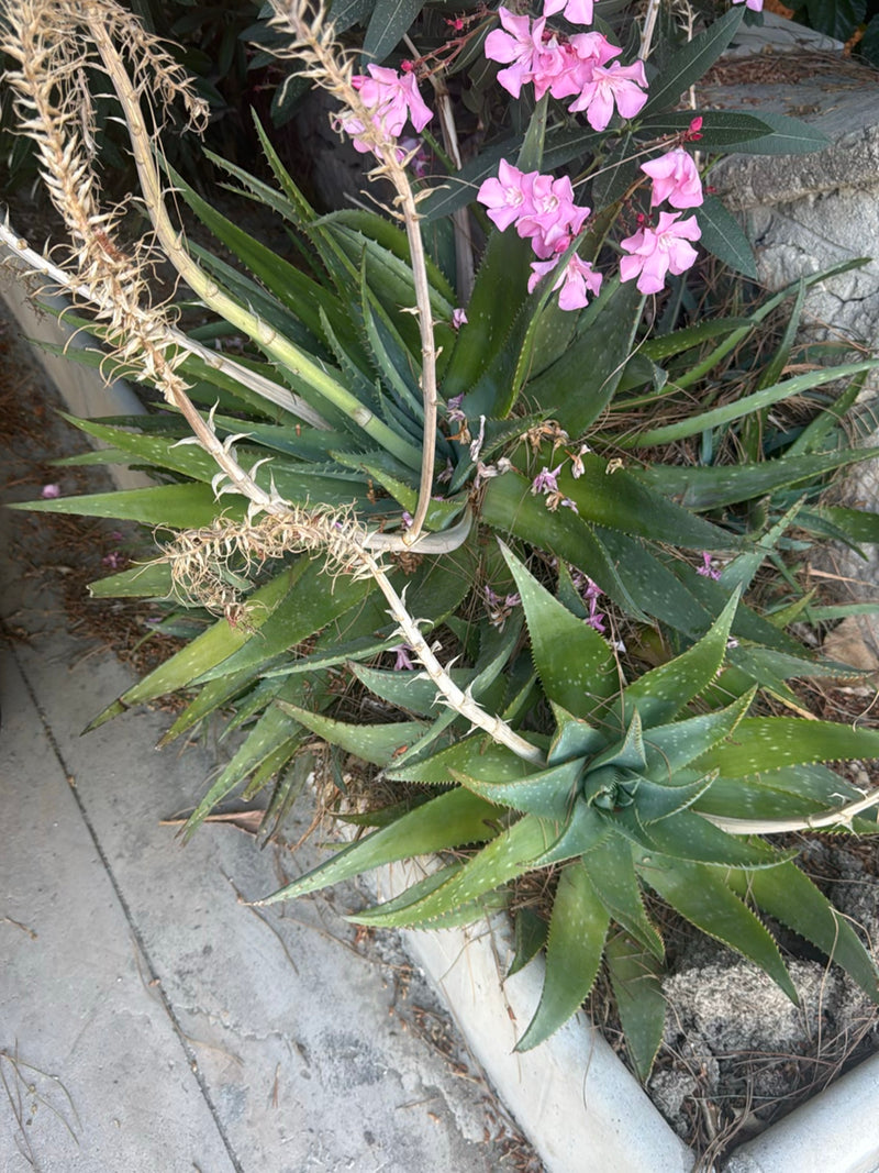 Echte Aloe — Bild 3