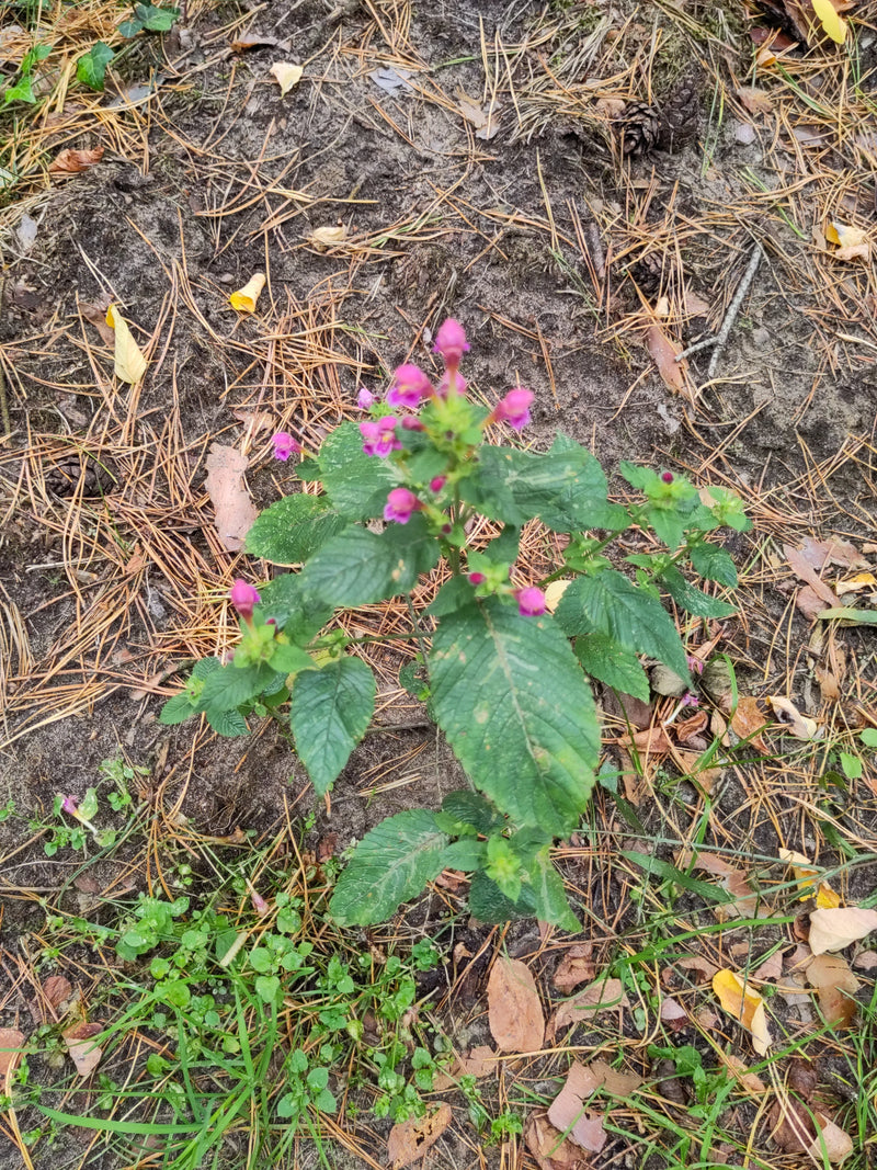 Die Echte Betonie wächst auf einem Waldboden mit Kiefernnadeln und zeigt ihre typischen purpurroten Blüten.