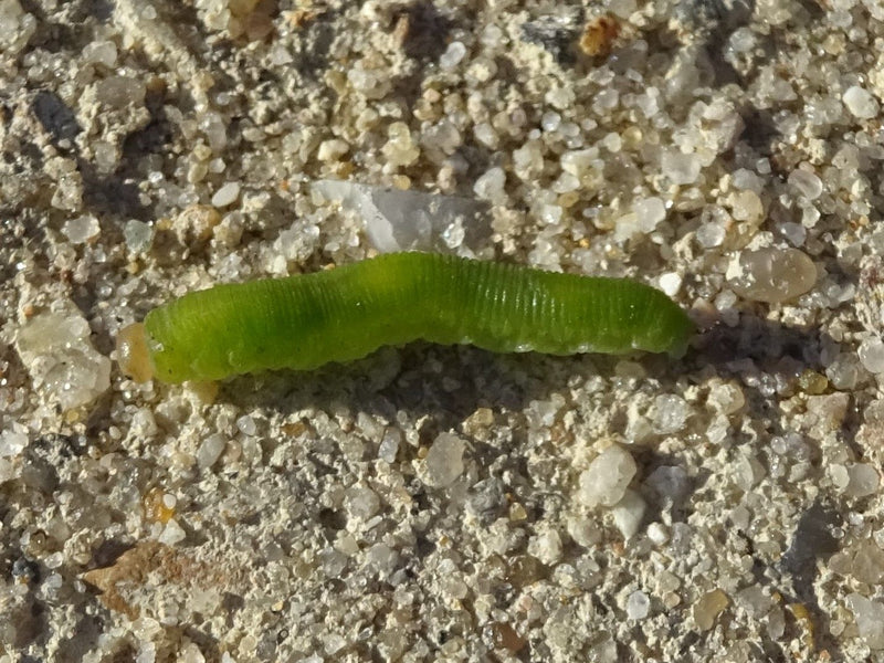 Die Larven der Echten Blattwespen werden oft fälschlicherweise für Schmetterlingsraupen gehalten (sogenannte Afterraupen). Sie ernähren sich phytophag von Pf...