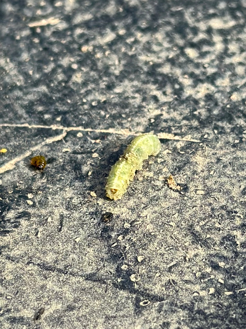 Echte Blattwespen — Bild 1 von 7