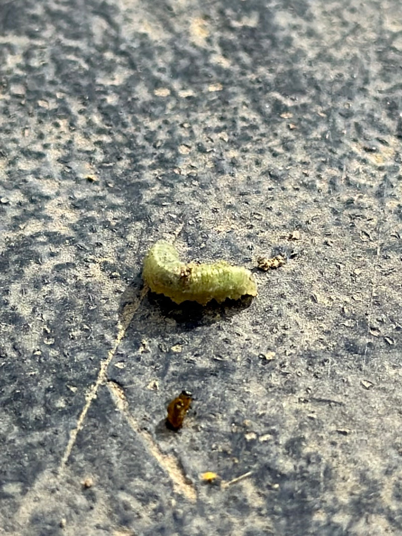 Echte Blattwespen — Bild 3 von 7