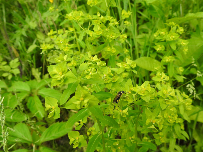 Echte Blattwespen — Bild 5 von 7