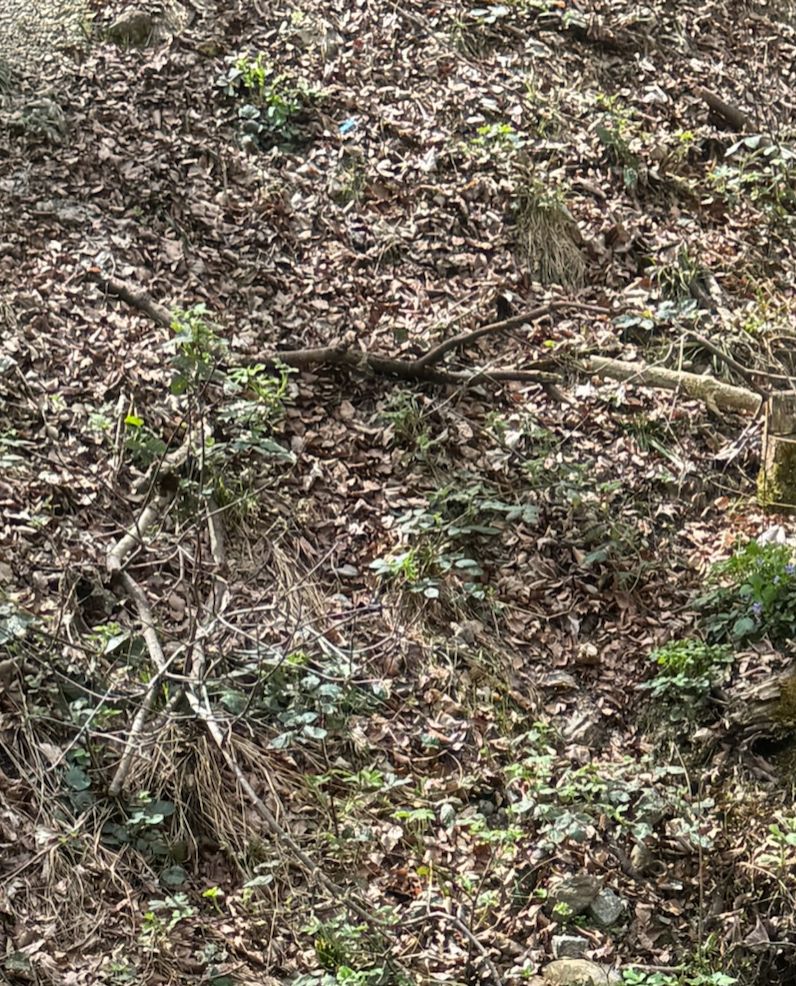 Echte Brombeere — Bild 1