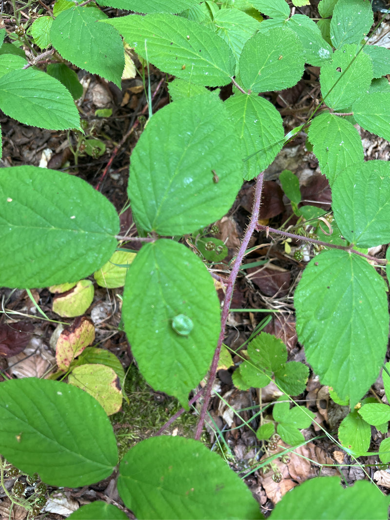 Echte Brombeere — Bild 3