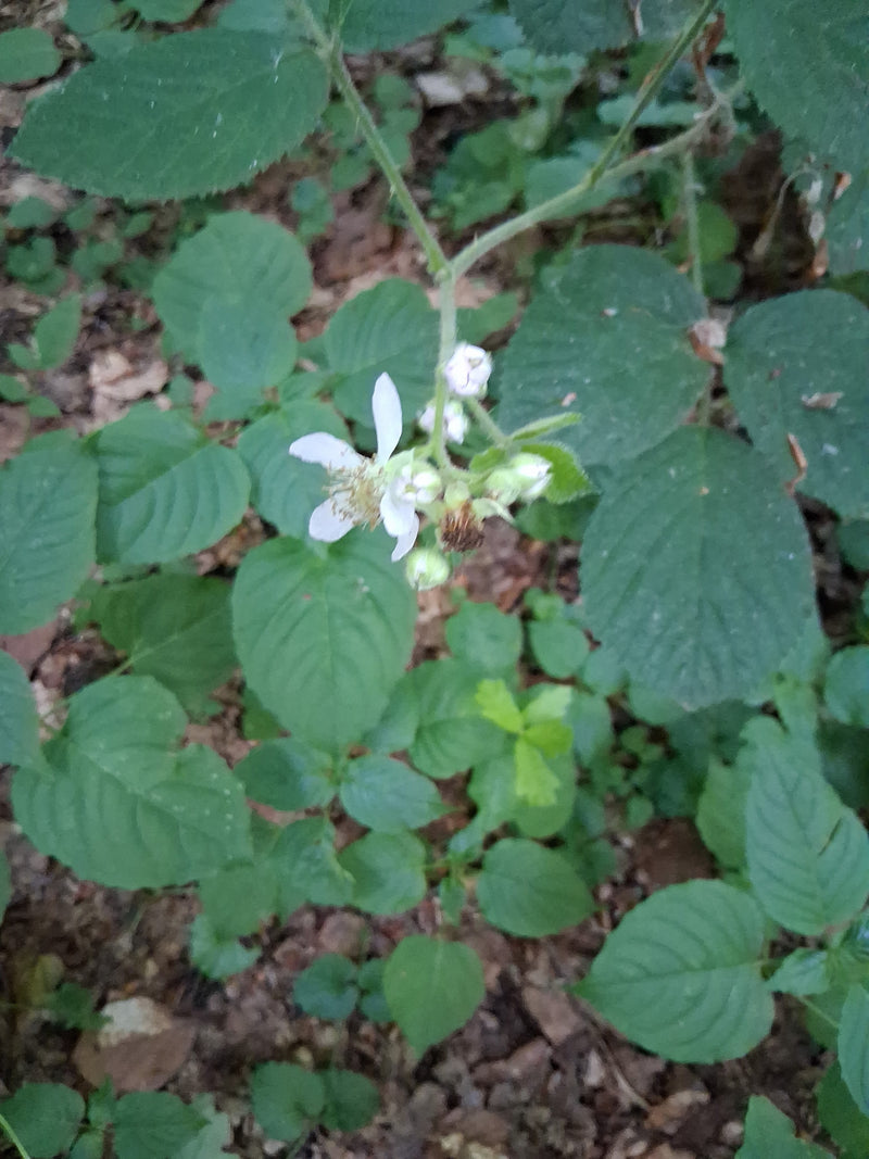 Echte Brombeere — Bild 5
