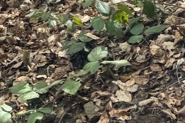 Brombeeren — Bild 5