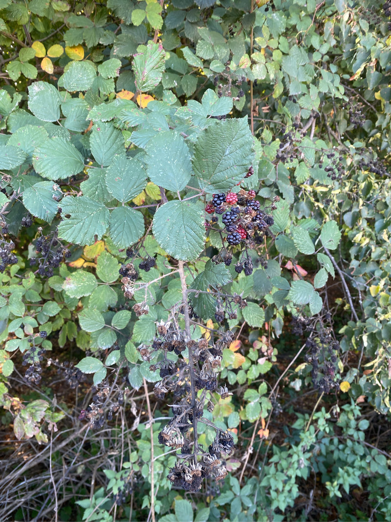 Zweig eines Brombeerstrauchs mit grünen Blättern sowie teils reifen, unreifen und vertrockneten Früchten.