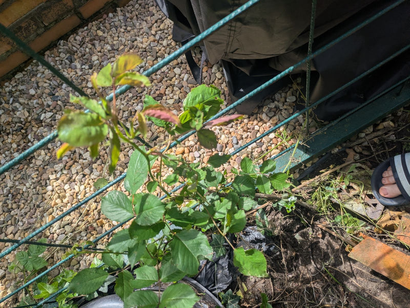 Brombeeren — Bild 1