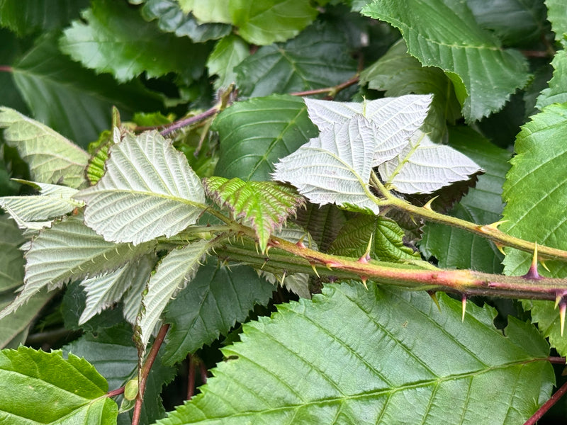 Brombeeren — Bild 2