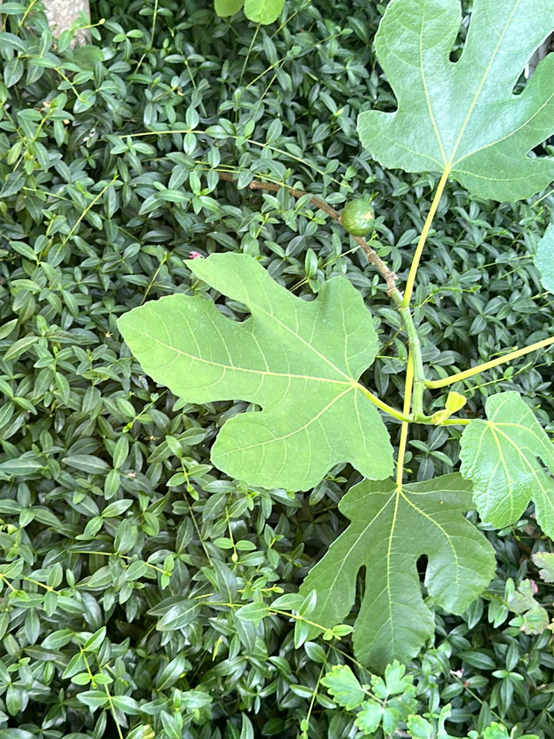 Feigenbaum — Bild 1