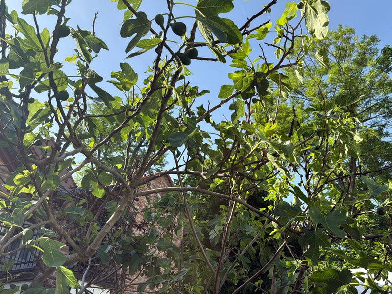 Feigenbaum — Bild 3