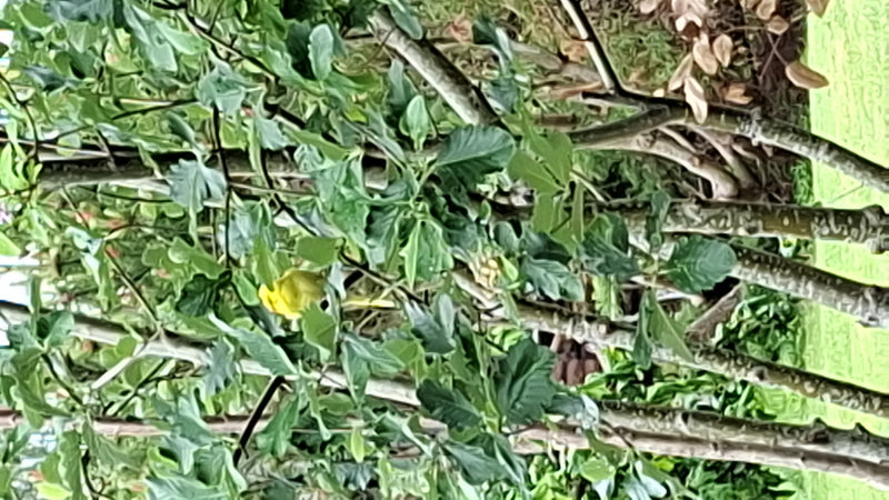 Feigenbaum — Bild 2