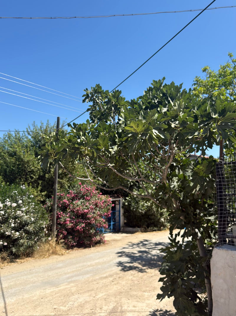 Feigenbaum — Bild 3