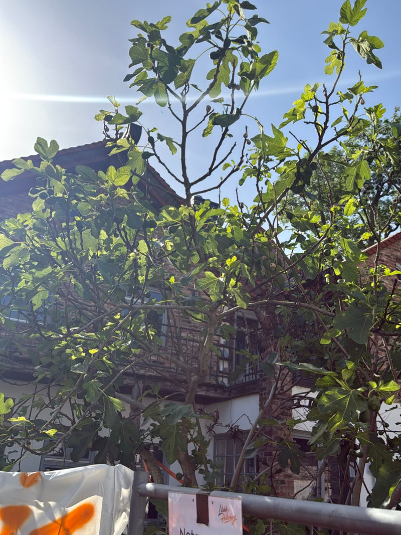 Feigenbaum — Bild 4